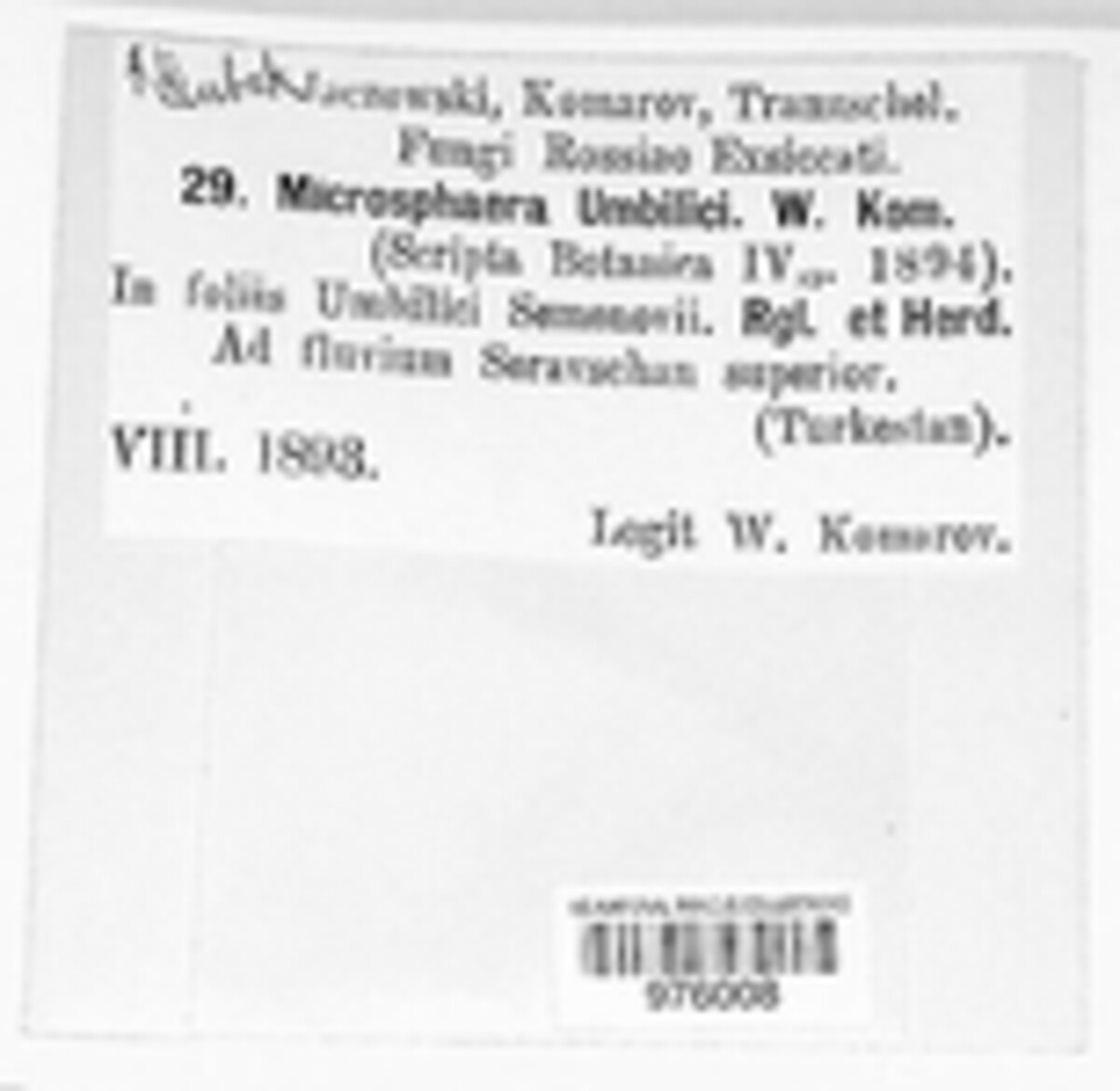 Erysiphe umbilici image